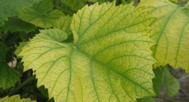 Jak léčit chlorózu na hroznech síranem železnatým, co dělat a jak zpracovat